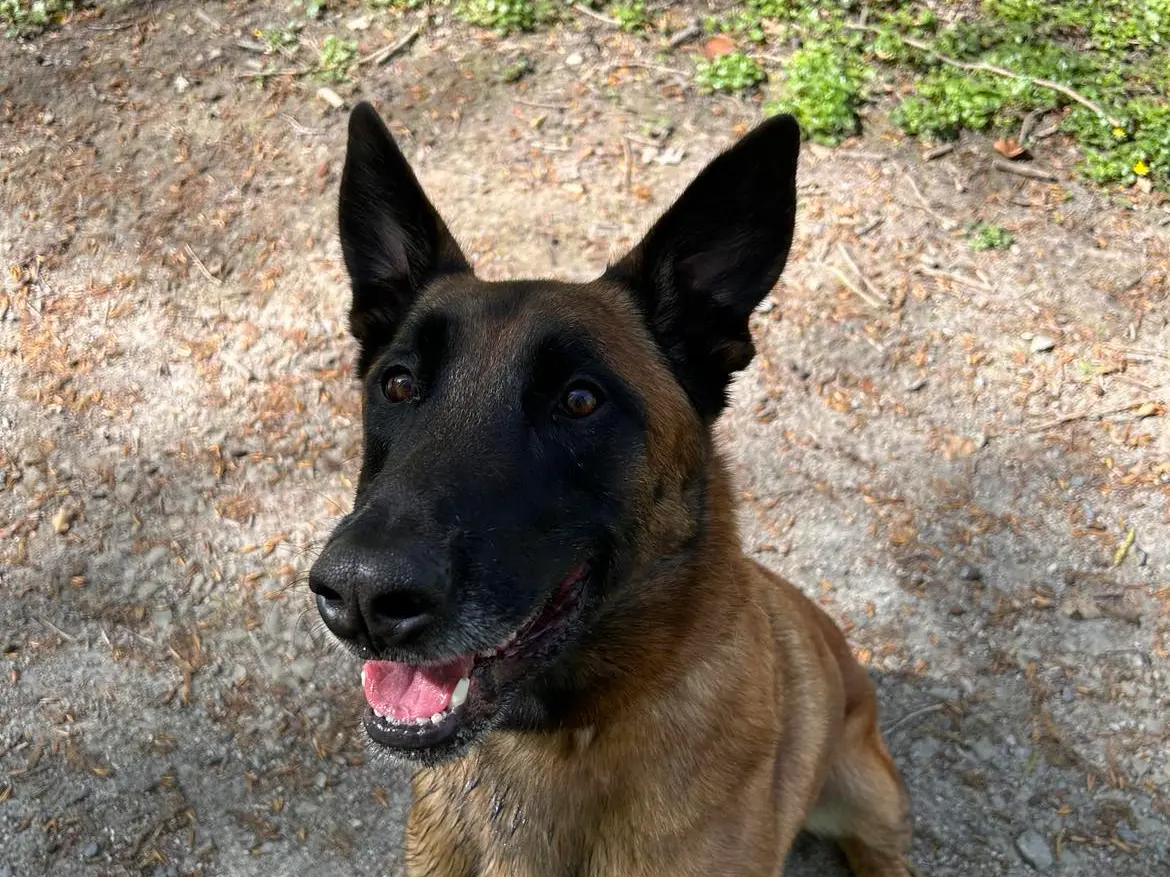 malinois