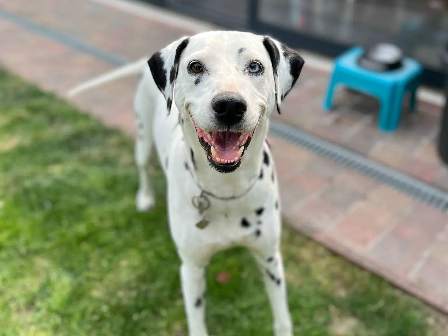 dalmatien
